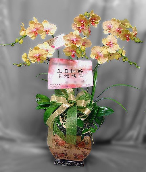 喜慶蝴蝶蘭花盆