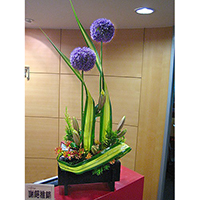 F005包月盆花設計