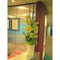 F036包月盆花設計