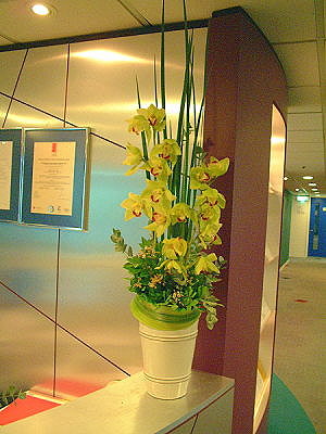 F036包月盆花設計